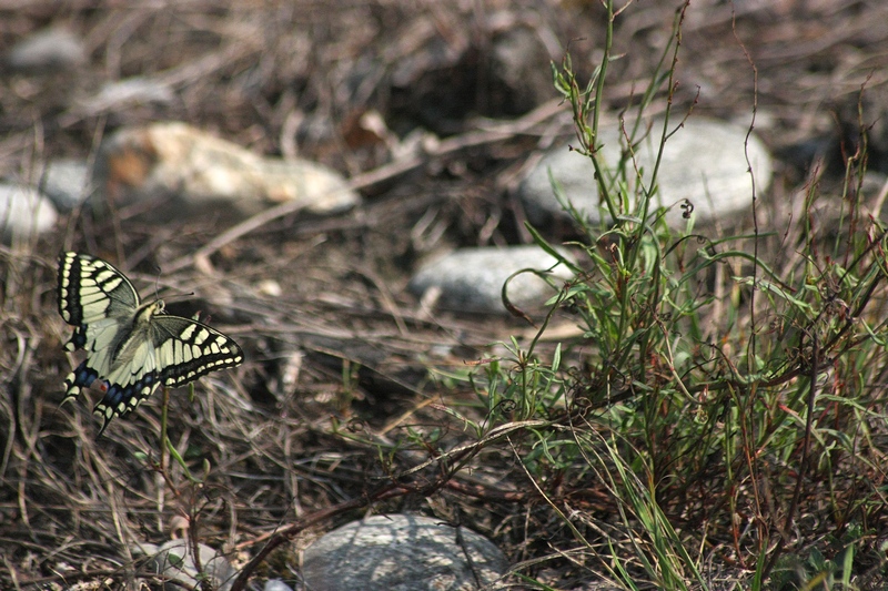 La bellezza � nei colori ma la grazia � nel volo